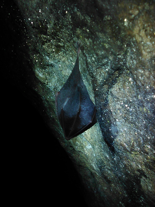 podkovár malý Rhinolophus hipposideros