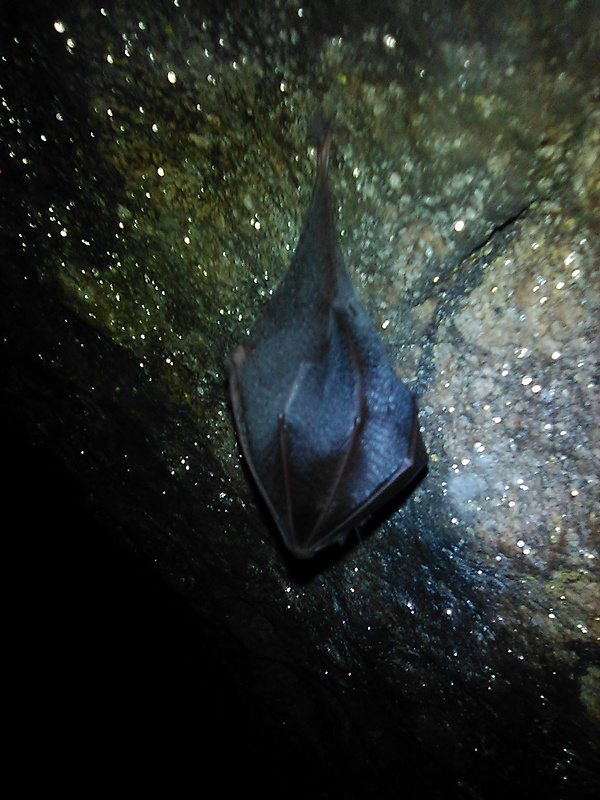 podkovár malý Rhinolophus hipposideros