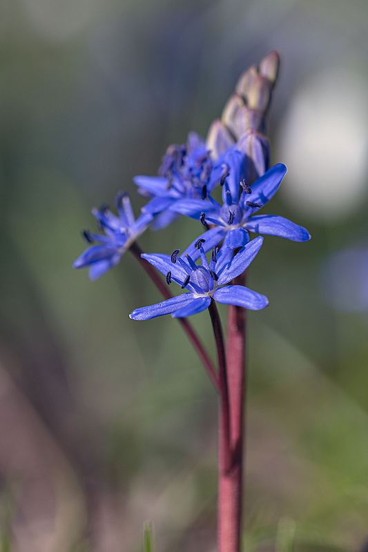 scila viedenská Scilla vindobonensis Speta