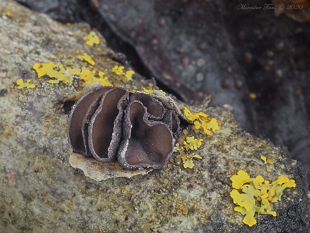 dutinovka Sclerencoelia sp.