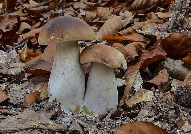 hríb smrekový Boletus edulis Bull.