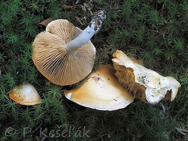 pavučinovec horknúci Cortinarius alboamarescens Kytöv., Niskanen & Liimat.