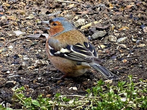 pinka lesná  Fringilla coelebs