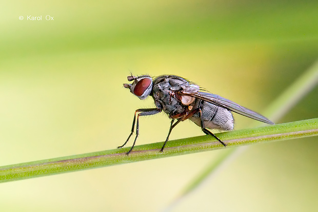 bodavka podhorská Haematobosca stimulans