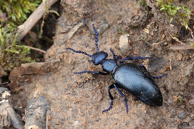 májka obyčajná Meloe proscarabaeus