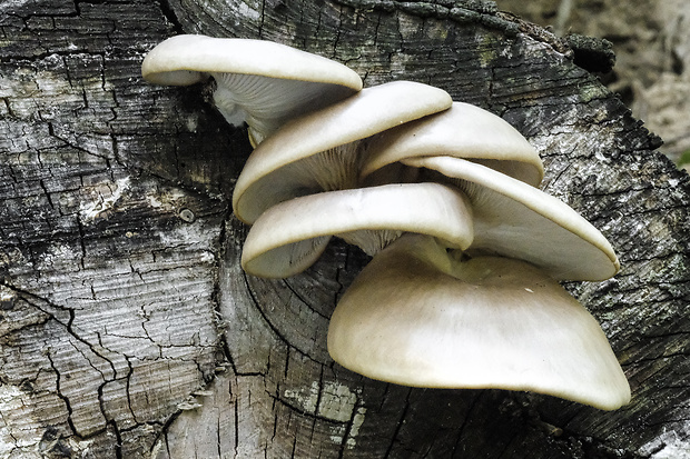 hliva buková Pleurotus pulmonarius (Fr.) Quél.