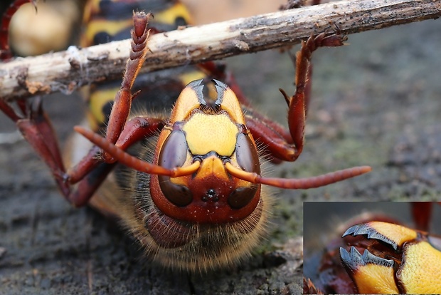 sršeň obyčajný Vespa crabro