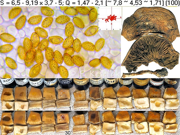 pavučinovec Valentínov Cortinarius olidoamarus f. valentinus (Mahiques & A. Favre) Bidaud & Reumaux