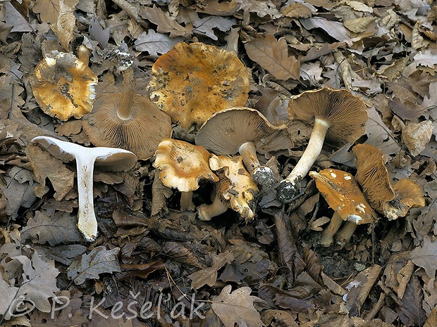 pavučinovec Valentínov Cortinarius olidoamarus f. valentinus (Mahiques & A. Favre) Bidaud & Reumaux