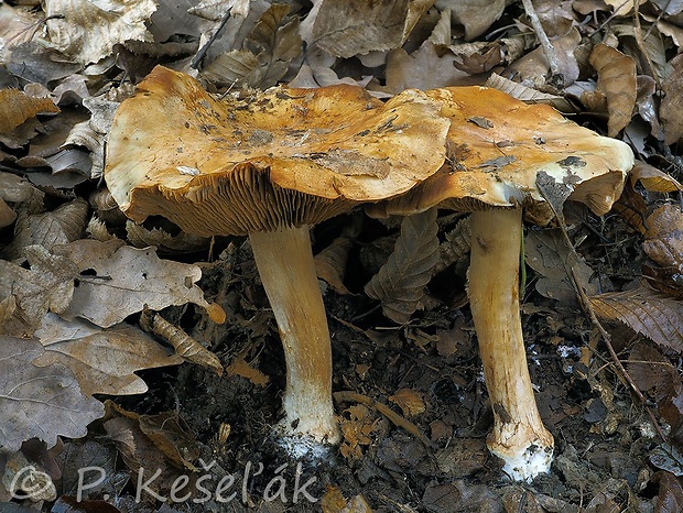 pavučinovec Valentínov Cortinarius olidoamarus f. valentinus (Mahiques & A. Favre) Bidaud & Reumaux