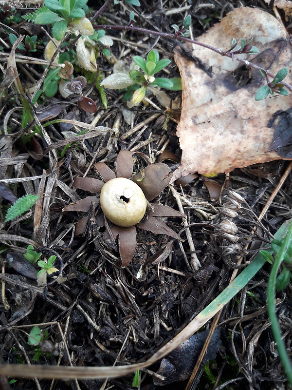 hviezdovka bradavičnatá Geastrum corollinum (Batsch) Hollós