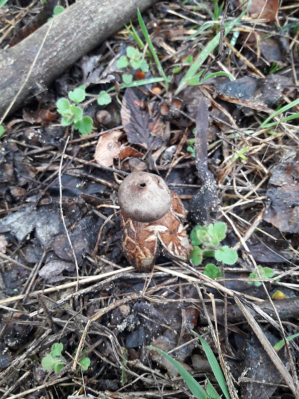 hviezdovka tmavá Geastrum coronatum Pers.