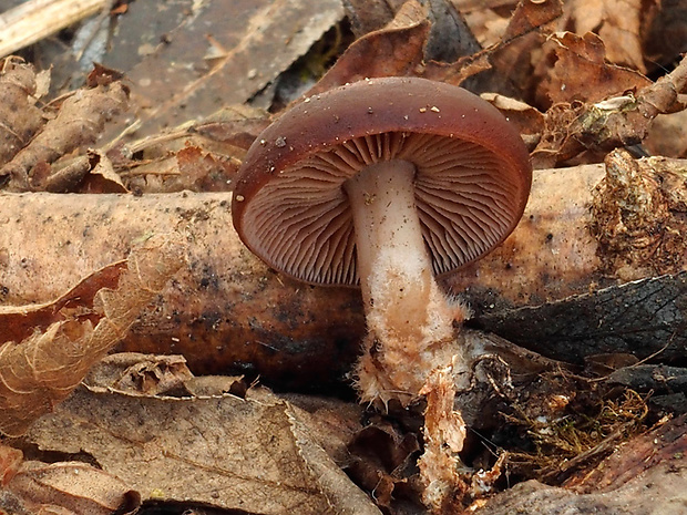 peniazovka Gymnopus vernus (Ryman) Antonín & Noordel.