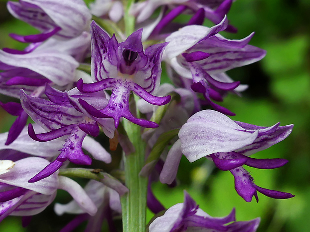 vstavač vojenský Orchis militaris L.