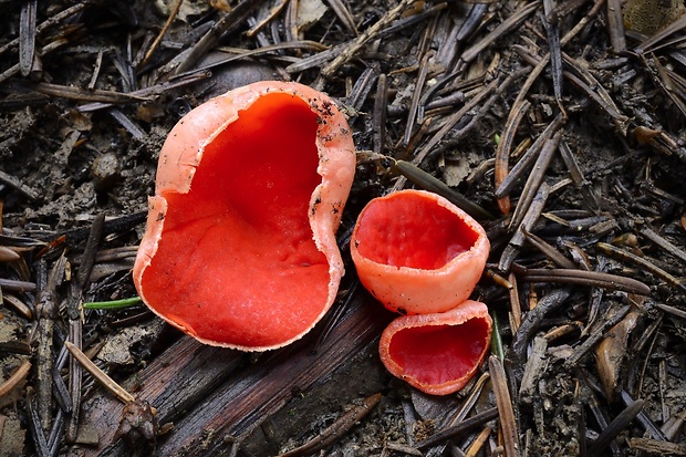 ohnivec šarlátový Sarcoscypha coccinea (Gray) Boud.