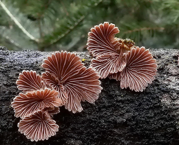 klanolupeňovka obyčajná Schizophyllum commune Fr.