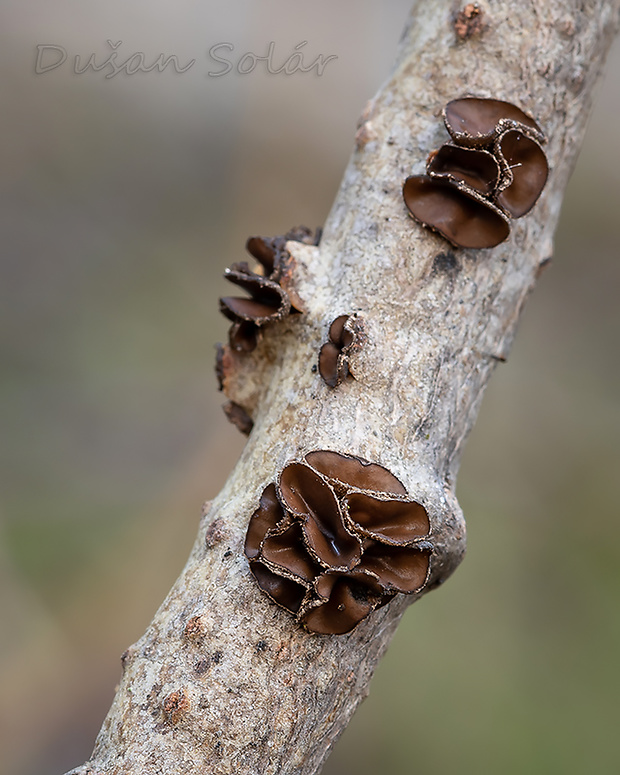 dutinovka Sclerencoelia sp.