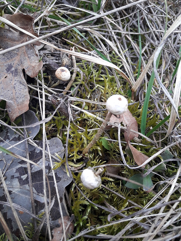 stopkovec zimný Tulostoma brumale Pers.