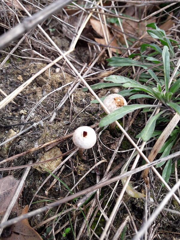 stopkovec vláknitý Tulostoma fimbriatum Fr.