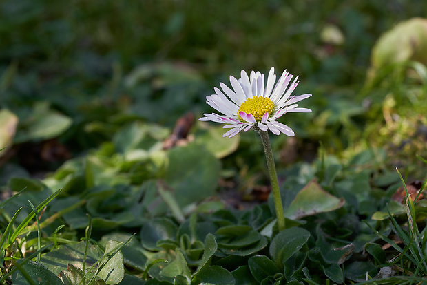 sedmokráska obyčajná Bellis perennis L.