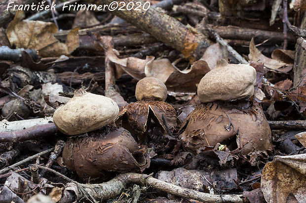 hviezdovka trojitá Geastrum triplex Jungh.