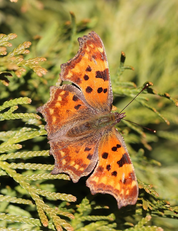 babôčka zubatokrídla  Polygonia c-album