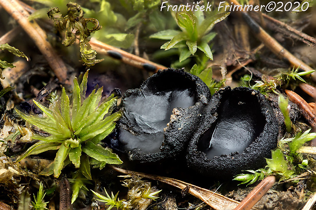 misôčka Pseudoplectania sp.