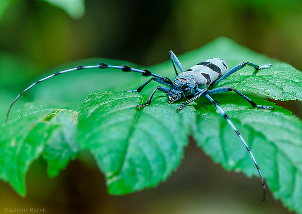 fúzač alpský Rosalia alpina