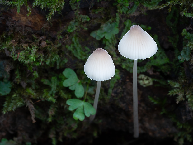 prilbička jódová Mycena filopes (Bull.) P. Kumm.