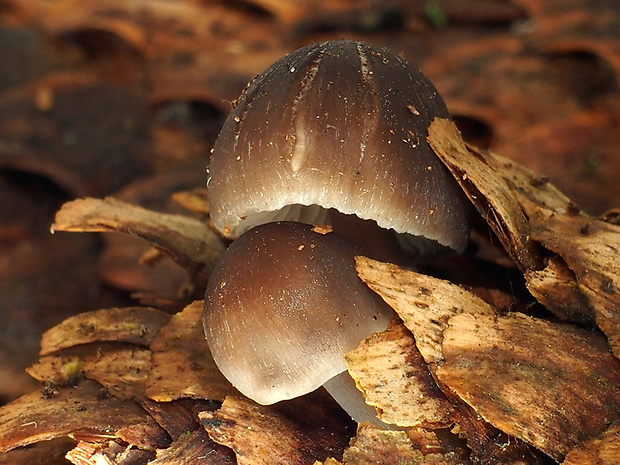 prilbička šišková Mycena strobilicola J. Favre & Kühner