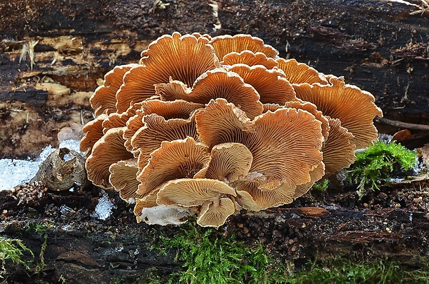 pňovka obyčajná Panellus stipticus (Bull.) P. Karst.