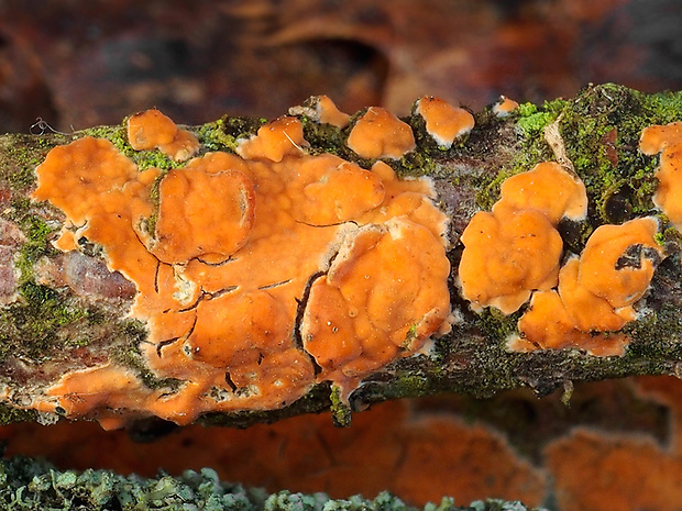 kornatka mäsovočervená Peniophora incarnata (Pers.) P. Karst.