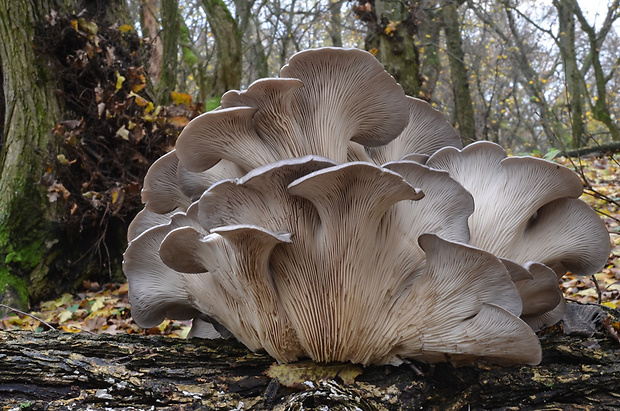 hliva ustricovitá Pleurotus ostreatus (Jacq.) P. Kumm.