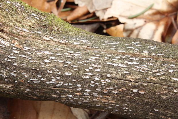 zúbkovka obyčajná Propolis farinosa (Pers.) Fr.