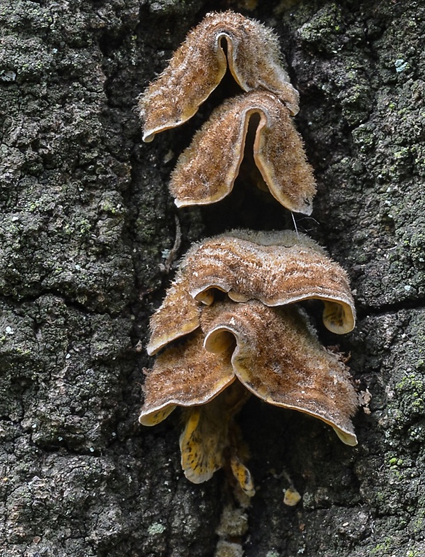 pevník chlpatý Stereum hirsutum (Willd.) Pers.