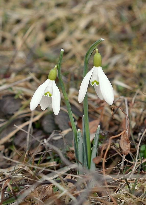 snežienka jarná Galanthus nivalis L.