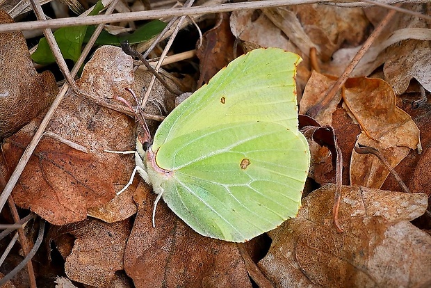 žltáčik rešetliakový (sk) / žluťásek řešetlákový (cz) Gonepteryx rhamni Linnaeus, 1758