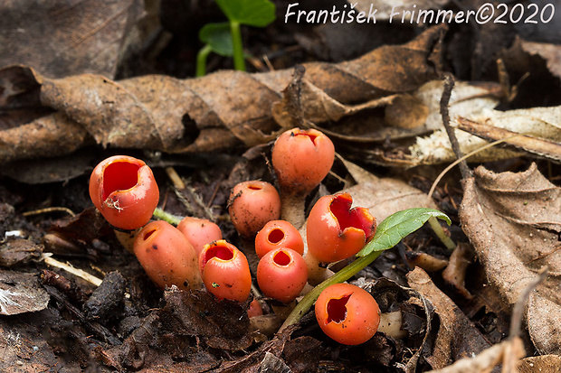 ohnivček zimný Microstoma protractum (Fr.) Kanouse