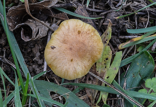 šupinovka Pholiota conissans (Fr.) Kuyper & Tjall.-Beuk.