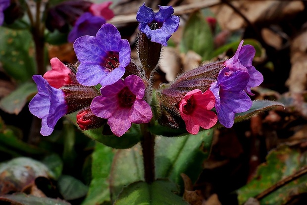 pľúcnik lekársky Pulmonaria officinalis L.