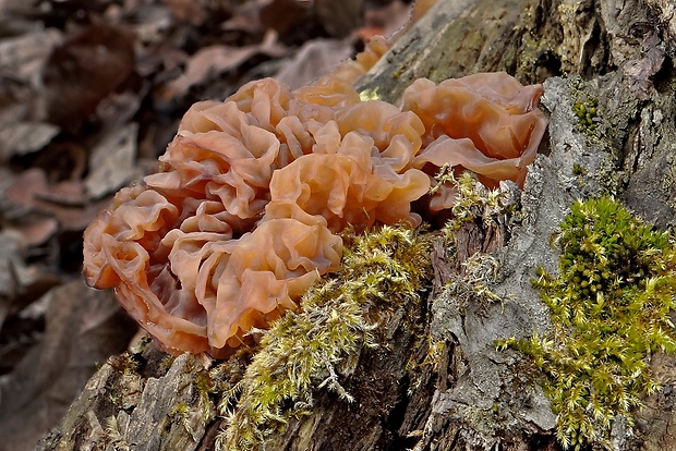 rôsolovka Tremella sp.