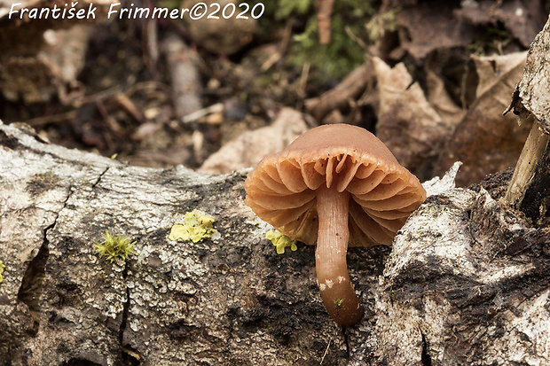 smeťovka zimná Tubaria furfuracea (Pers.) Gillet