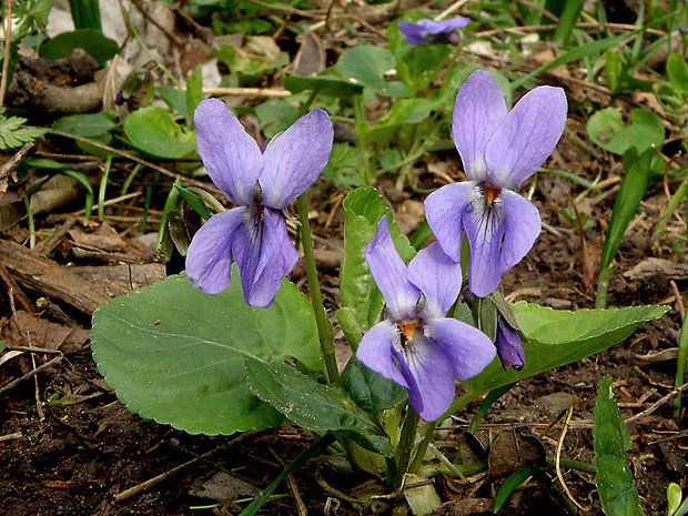 fialka krovisková Viola suavis M. Bieb.