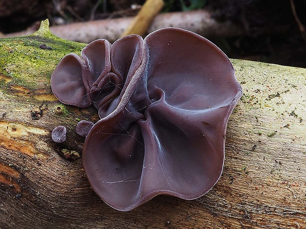 uchovec bazový Auricularia auricula-judae (Bull.) Quél.