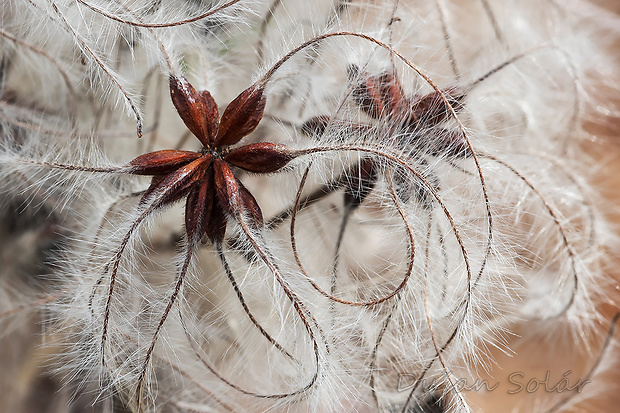 plamienok plotný Clematis vitalba L.