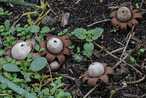 hviezdovka kvetovitá Geastrum floriforme Vittad.