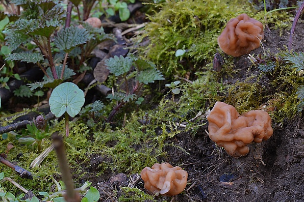 ušiak obrovský Gyromitra gigas (Krombh.) Cooke