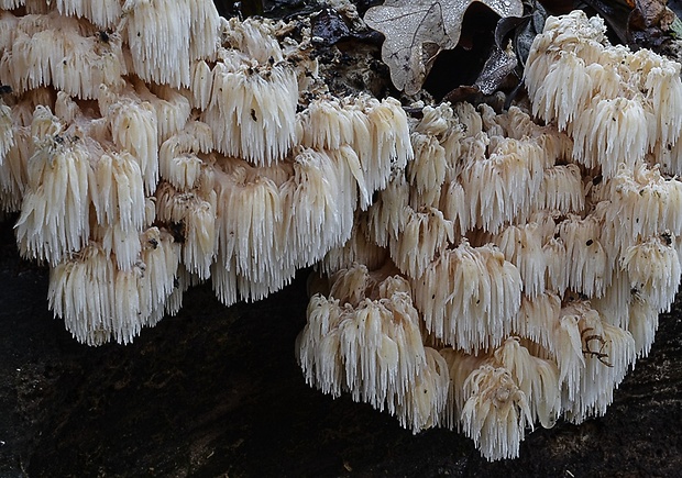 koralovec bukový Hericium coralloides (Scop.) Pers.