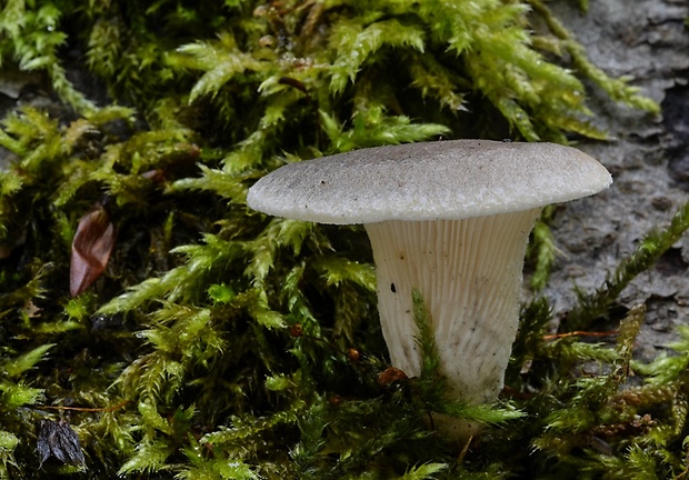 lastúrka lopatkovitá Hohenbuehelia petaloides (Bull.) Schulzer