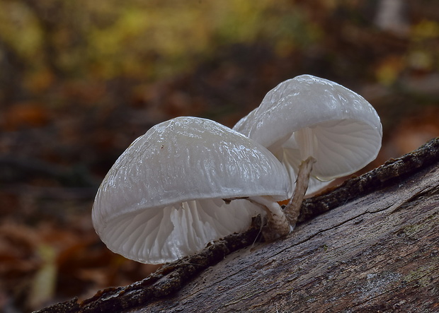 sliznačka obyčajná Mucidula mucida (Schrad.) Pat.